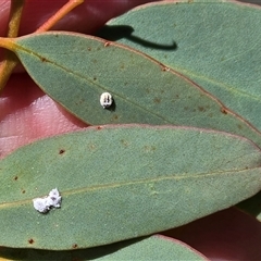 Glycaspis sp. (genus) at Symonston, ACT - Yesterday by Mike
