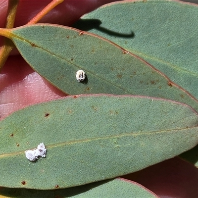 Glycaspis sp. (genus) at Symonston, ACT - Yesterday by Mike