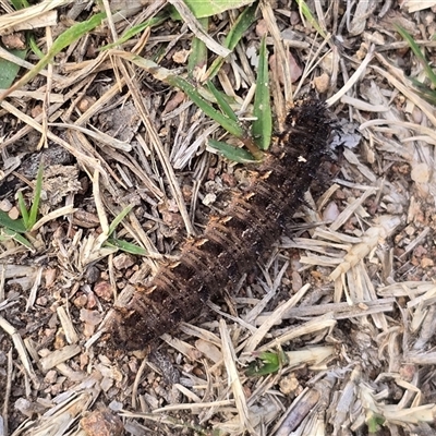 Lepidoptera unclassified IMMATURE at O'Malley, ACT - Today by Mike