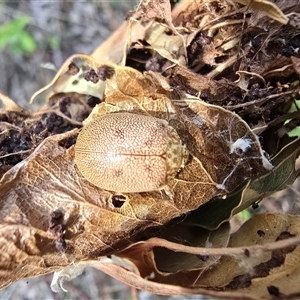 Paropsis atomaria (Eucalyptus leaf beetle) at O'Malley, ACT - Yesterday by Mike