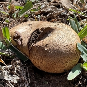 Unverified Puffball & the like at Aranda, ACT - Yesterday by Jennybach