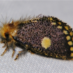 Epicoma protrahens at Urraween, QLD - suppressed