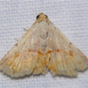 Autoba pectorora at Urraween, QLD - suppressed