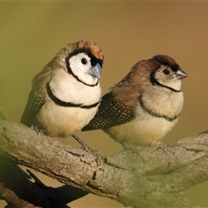 Stizoptera bichenovii (Double-barred Finch) at Coombs, ACT - Yesterday by Harrisi