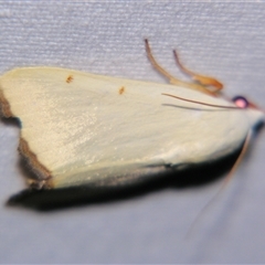 Xanthodes amata (A Noctuid moth (Nolidae) at Urraween, QLD by PJH123