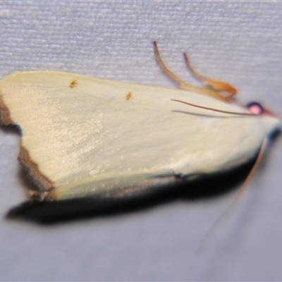 Xanthodes amata (A Noctuid moth (Nolidae) at Urraween, QLD by PJH123