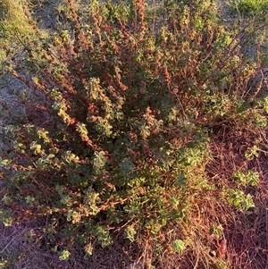 Marrubium vulgare (Horehound) at Watson, ACT - Yesterday by waltraud