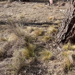 Nassella trichotoma (Serrated Tussock) at Watson, ACT - 5 May 2025 by waltraud