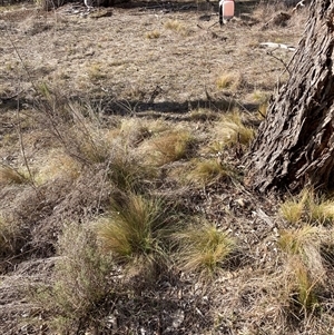 Nassella trichotoma (Serrated Tussock) at Watson, ACT - Yesterday by waltraud