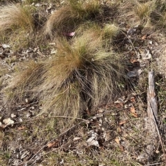 Nassella trichotoma (Serrated Tussock) at Watson, ACT - 5 May 2025 by waltraud