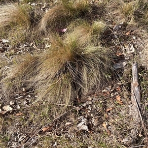 Nassella trichotoma (Serrated Tussock) at Watson, ACT - Yesterday by waltraud