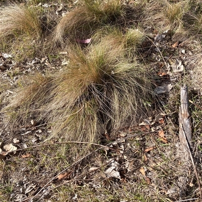 Nassella trichotoma (Serrated Tussock) at Watson, ACT - 5 May 2025 by waltraud
