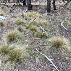 Nassella trichotoma (Serrated Tussock) at Watson, ACT - 5 May 2025 by waltraud