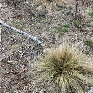 Nassella trichotoma (Serrated Tussock) at Watson, ACT - Yesterday by waltraud