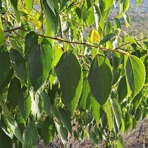 Celtis australis at Pearce, ACT - Today by LPadg