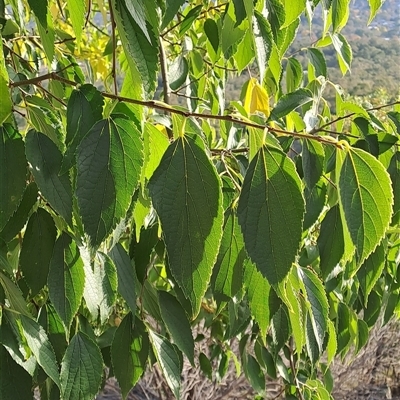 Celtis australis (Nettle Tree) at Pearce, ACT - 6 May 2025 by LPadg