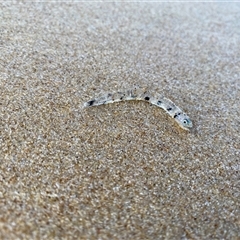 Unverified Fish by LC