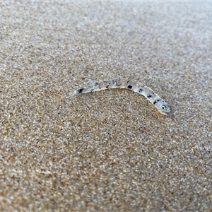 Unverified Fish by LC