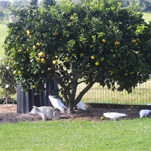Cacatua galerita (Sulphur-crested Cockatoo) at Jamberoo, NSW - 4 May 2025 by plants