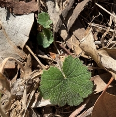 Hydrocotyle laxiflora (Stinking Pennywort) at Cook, ACT - 5 May 2025 by Jennybach