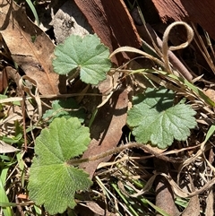 Hydrocotyle laxiflora at Cook, ACT - 5 May 2025 10:39 AM