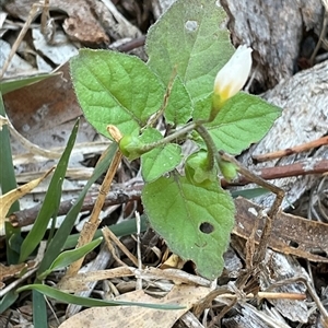 Unverified Plant at Aranda, ACT - Yesterday by Jennybach