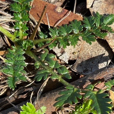 Acaena (genus) (A Sheep's Burr) at Aranda, ACT - 5 May 2025 by Jennybach