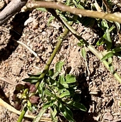 Lepidium africanum (Common Peppercress) at Aranda, ACT - 5 May 2025 by Jennybach
