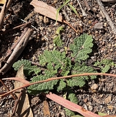 Salvia verbenaca var. verbenaca (Wild Sage) at Aranda, ACT - 5 May 2025 by Jennybach