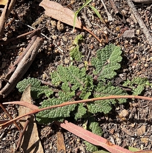 Salvia verbenaca var. verbenaca at Aranda, ACT - Yesterday by Jennybach