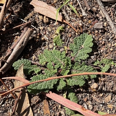 Salvia verbenaca var. verbenaca (Wild Sage) at Aranda, ACT - 5 May 2025 by Jennybach