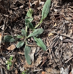Cynoglossum australe at Aranda, ACT - 5 May 2025 by Jennybach