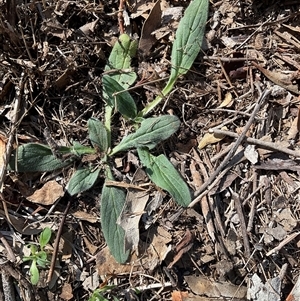 Unverified Plant at Aranda, ACT - Yesterday by Jennybach