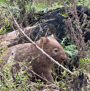 Vombatus ursinus (Common wombat, Bare-nosed Wombat) at Orangeville, NSW - Today by belleandjason