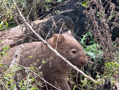 Vombatus ursinus (Common wombat, Bare-nosed Wombat) at Orangeville, NSW - Today by belleandjason