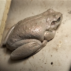 Litoria peronii (Peron's Tree Frog, Emerald Spotted Tree Frog) at Yass River, NSW - 10 Apr 2025 by 120Acres