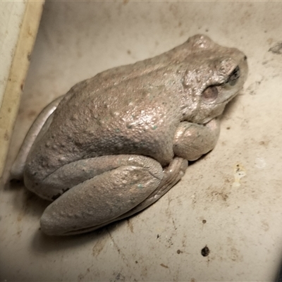 Litoria peronii (Peron's Tree Frog, Emerald Spotted Tree Frog) at Yass River, NSW - 10 Apr 2025 by 120Acres