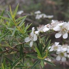 Leptospermum continentale (Prickly Teatree) at Kambah, ACT - 17 Jan 2023 by MichaelBedingfield