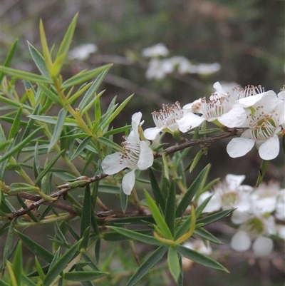 Leptospermum continentale (Prickly Teatree) at Kambah, ACT - 17 Jan 2023 by MichaelBedingfield