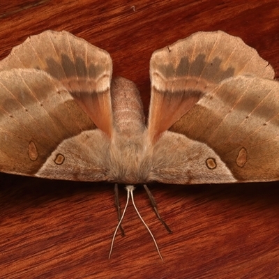 Chelepteryx chalepteryx (White-stemmed Wattle Moth) at Rosedale, NSW - 26 Apr 2025 by jb2602