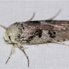 Cryptophasa irrorata (A Gelechioid moth (Xyloryctidae)) at Urraween, QLD - 26 Oct 2009 by PJH123