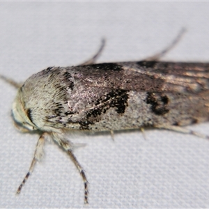 Cryptophasa irrorata by PJH123