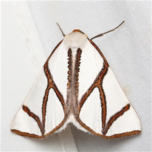Thalaina clara (Clara's Satin Moth) at Rosedale, NSW - 26 Apr 2025 by jb2602