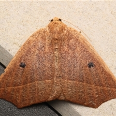Unplaced biplaga (Acute Point Moth) at Rosedale, NSW - 26 Apr 2025 by jb2602