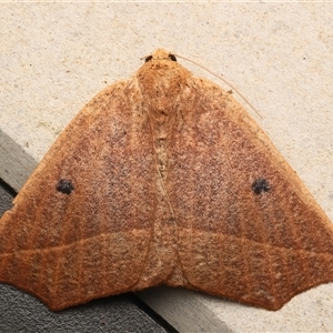 Unplaced biplaga (Acute Point Moth) at Rosedale, NSW - 26 Apr 2025 by jb2602