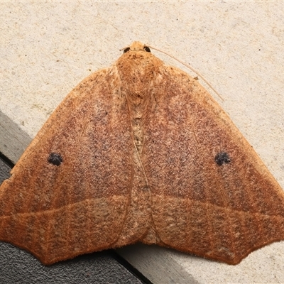 Unplaced biplaga (Acute Point Moth) at Rosedale, NSW - 26 Apr 2025 by jb2602