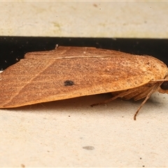 Unplaced biplaga at Rosedale, NSW - 26 Apr 2025 11:22 PM