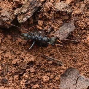 Myrmecia sp., pilosula-group (Jack jumper) at Campbell, ACT - Yesterday by NateKingsford