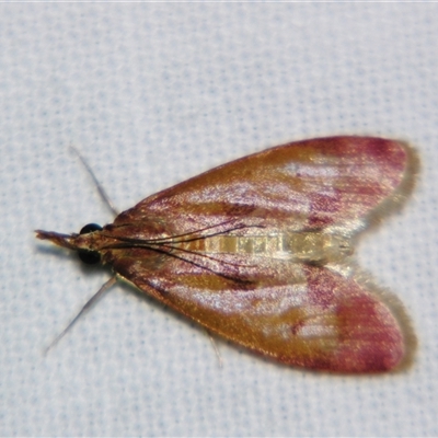 Syntonarcha vulnerata by PJH123
