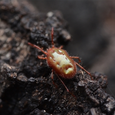 Rainbowia sp. (genus) (A mite) at Campbell, ACT - 5 May 2025 by NateKingsford